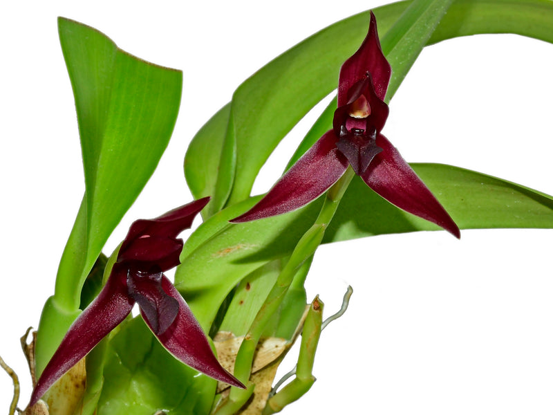 Maxillaria cucullata