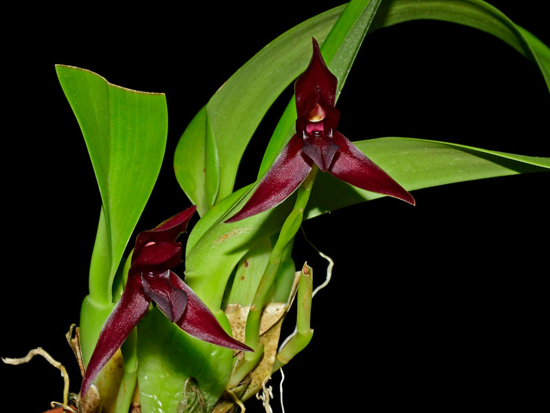 Maxillaria cucullata