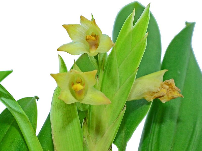 Maxillaria dichotoma