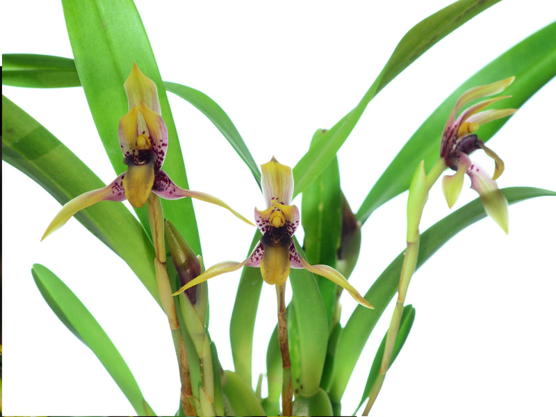 Maxillaria praestans
