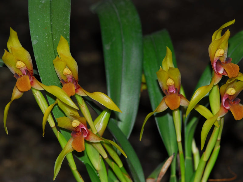 Maxillaria praestans