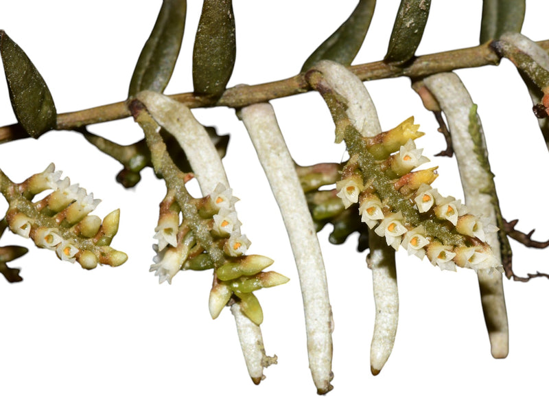 Campylocentrum hirtzii