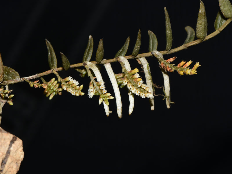 Campylocentrum hirtzii