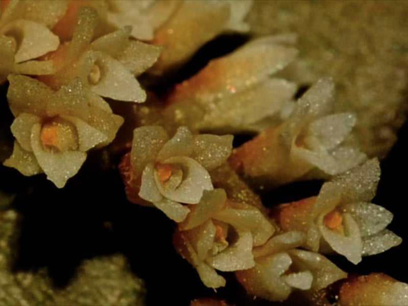 Campylocentrum hirtzii