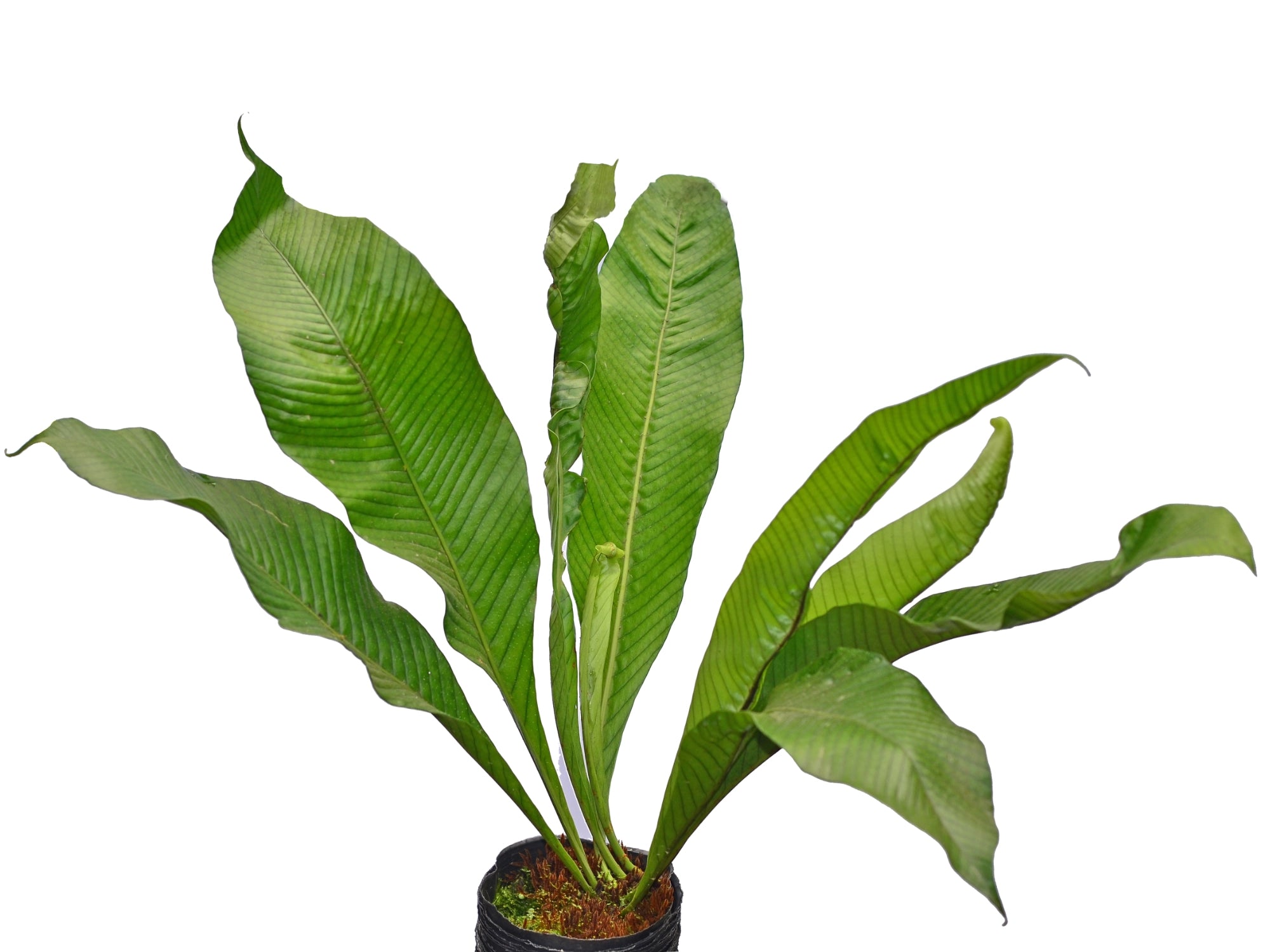 Campyloneurum muscifolium — Ecuagenera Orquídeas del Ecuador