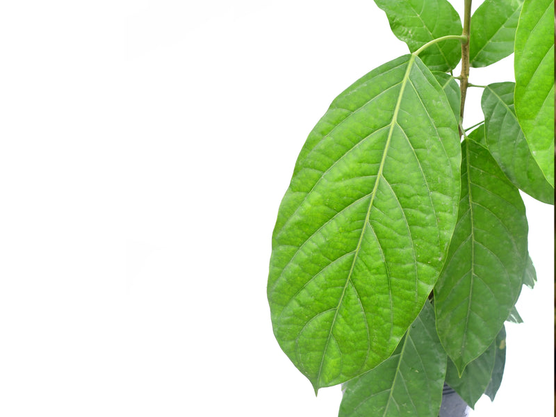 Capparidastrum bonifazianum