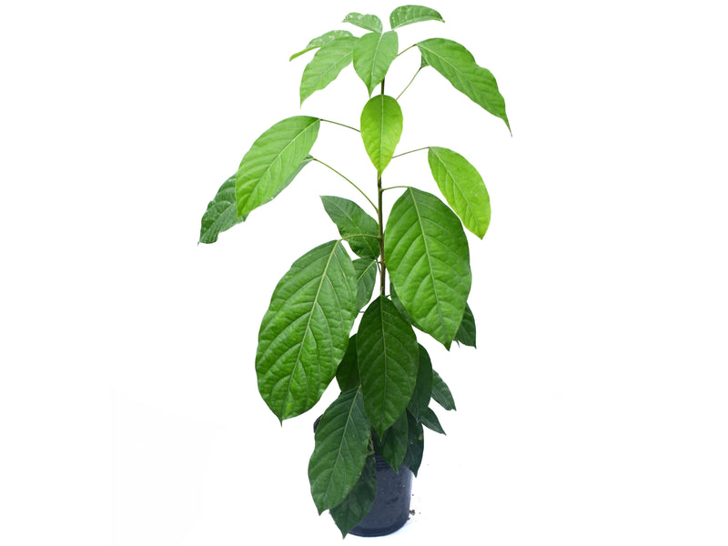 Capparidastrum bonifazianum