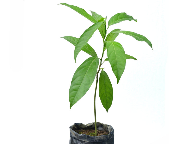 Caryodendron orinocense