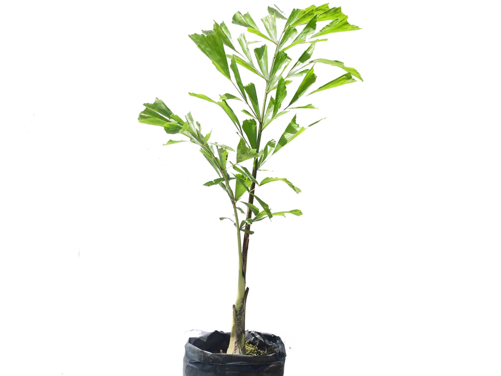 Caryota mitis — Ecuagenera Orquídeas del Ecuador