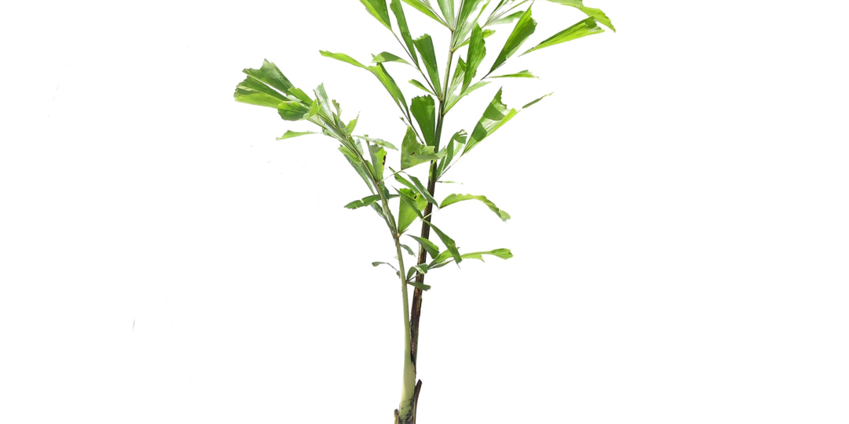 Caryota mitis — Ecuagenera Orquídeas del Ecuador
