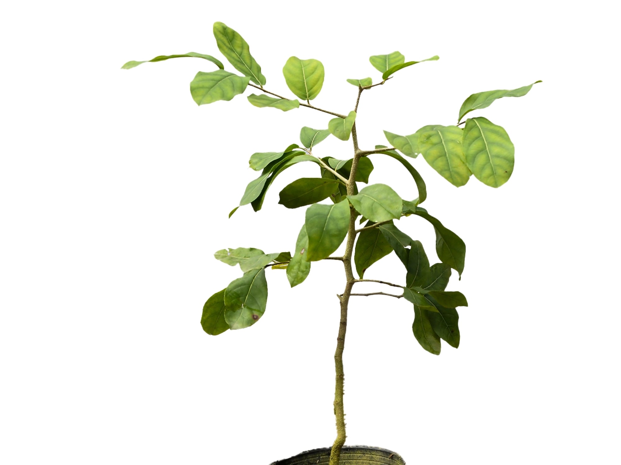 Casearia aculeata