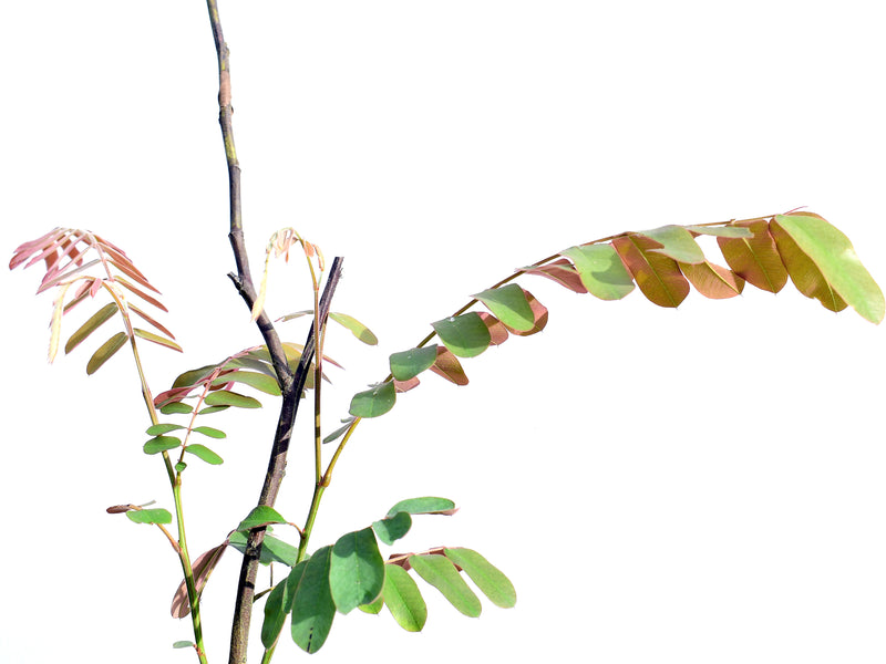 Cassia grandis