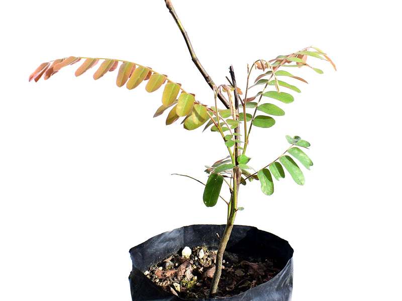 Cassia grandis