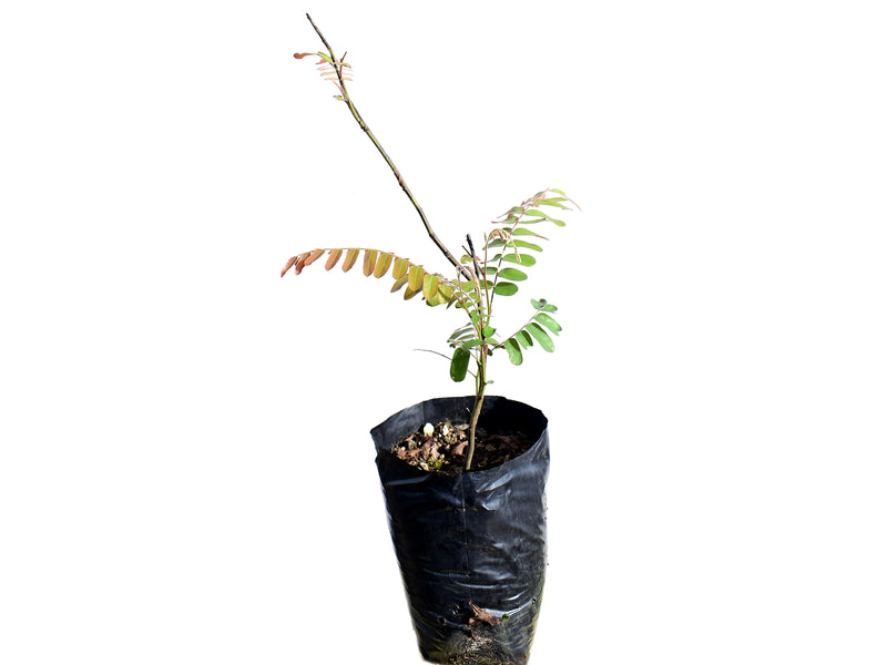 Cassia grandis