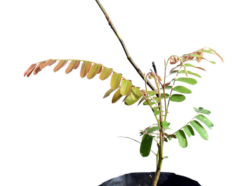 Cassia grandis