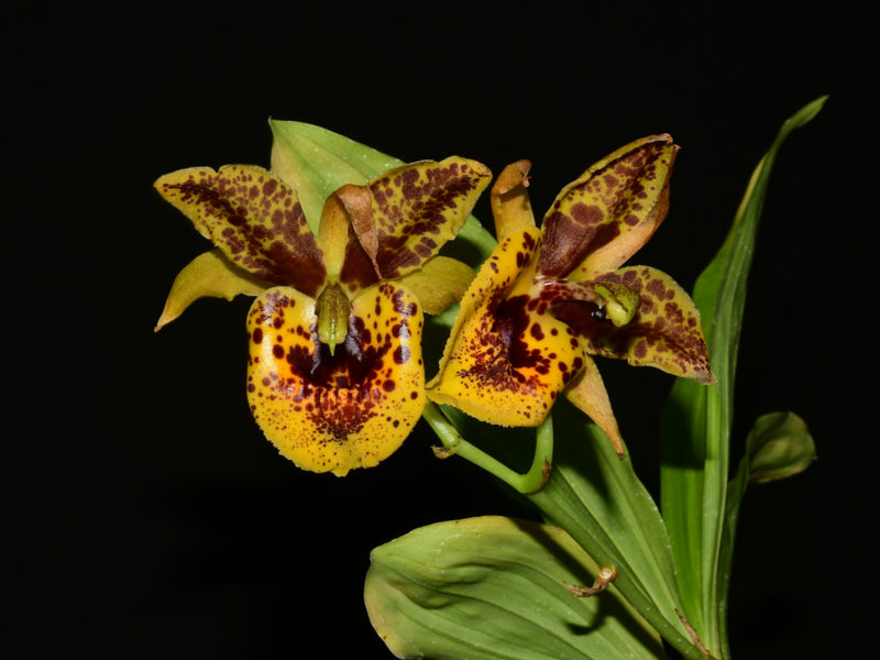 Catanoches Ecuagenera