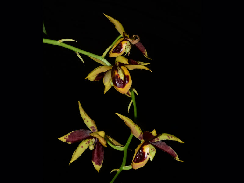 Catanoches Ecuagenera 'Rojo'