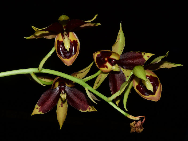 Catanoches Ecuagenera 'Rojo'