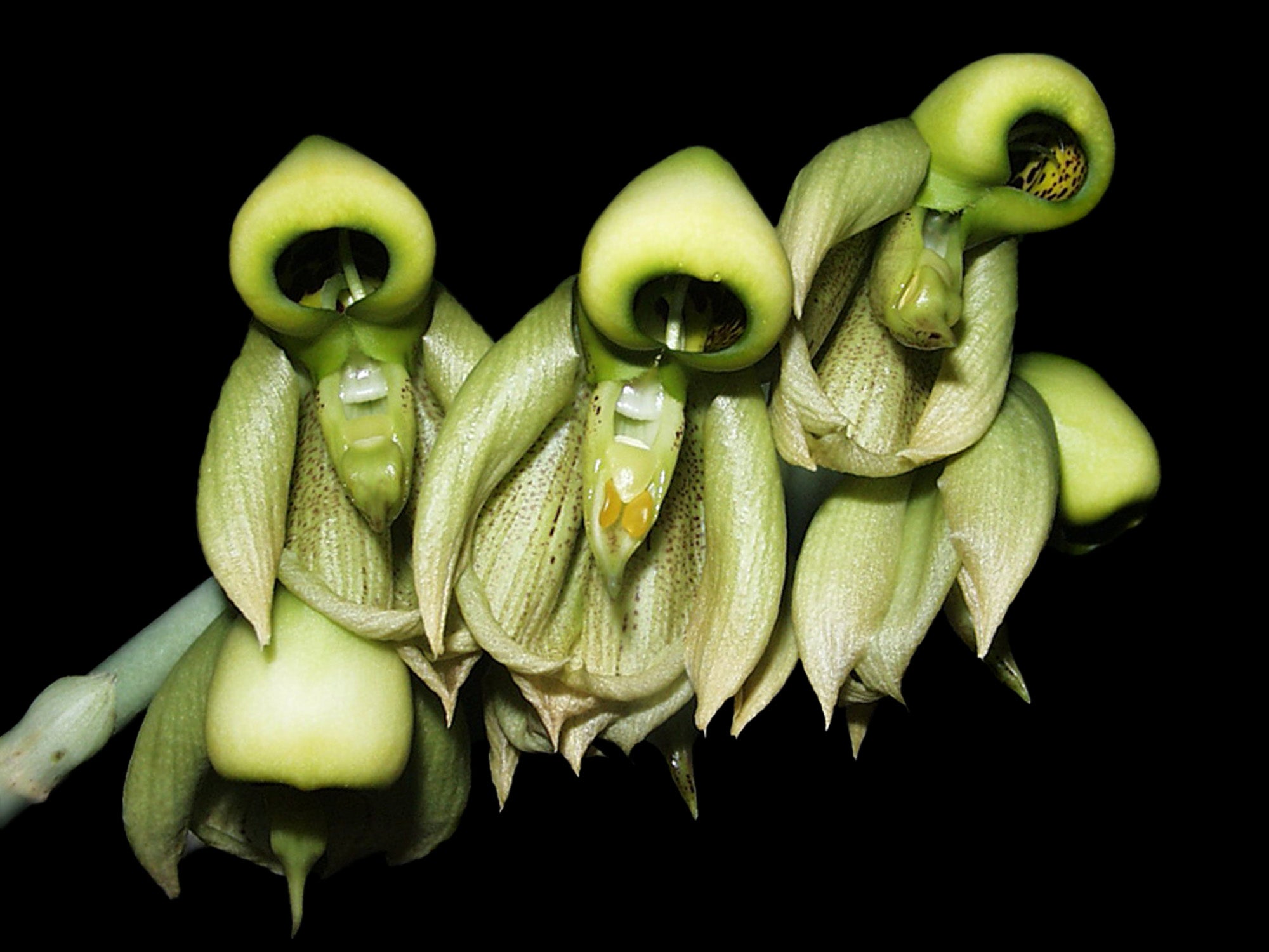 Catasetum integerrimum