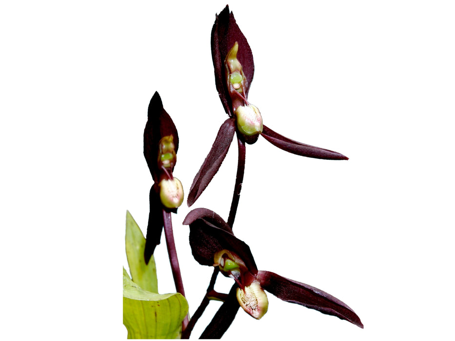 Catasetum microglossum