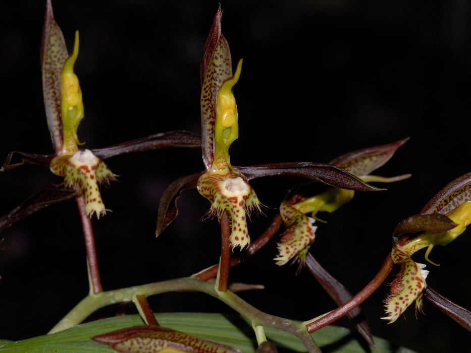 Catasetum saccatum