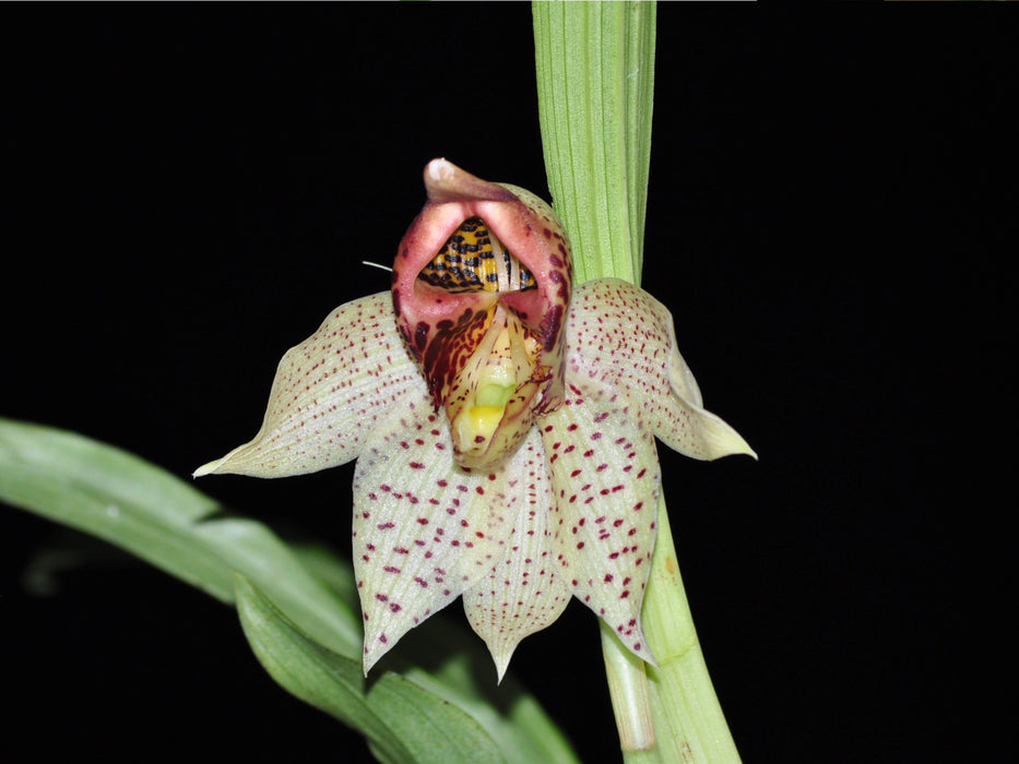 Catasetum sanguineum patrick