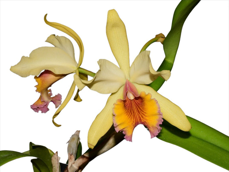 Cattleya Marilyn Lew