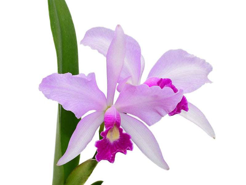 Cattleya Purpurata Dream