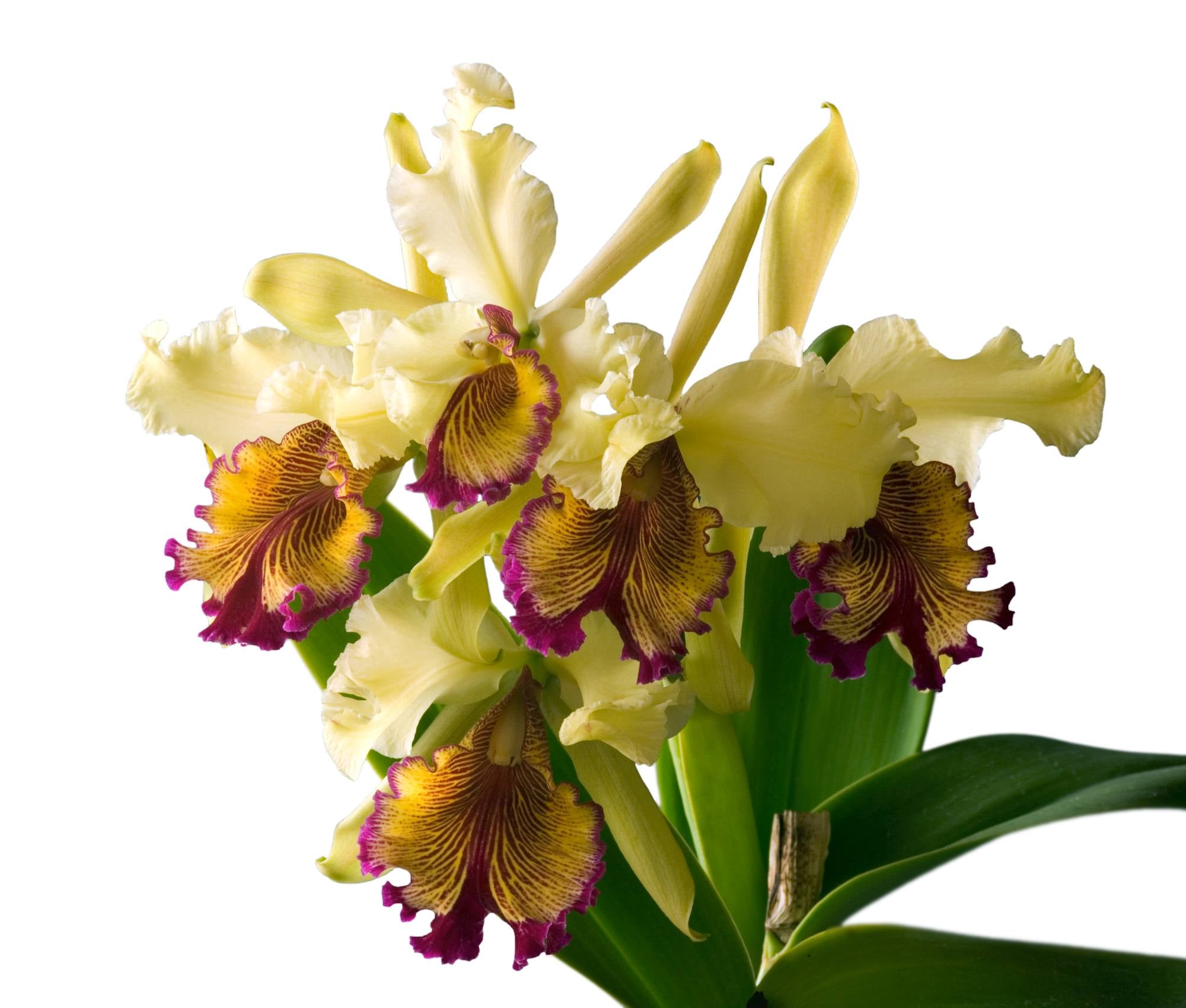 c.dowiana aurea purple lip Cattleya dowiana f. 'Anoputo' x self, 2" Air Basket, Leaf length approx. 3-4" Cattleya dowiana v aurea seedlings