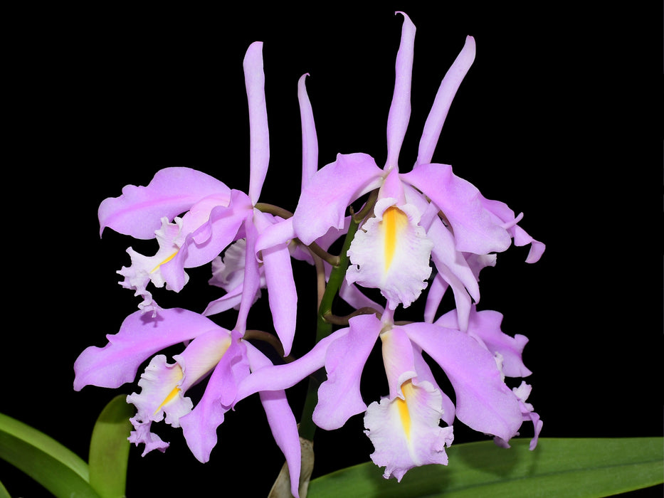 Cattleya maxima 'Yellow lip' x '2326'