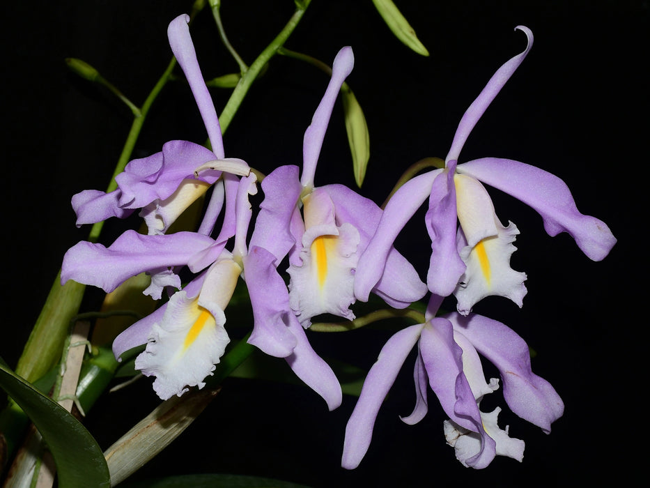 Cattleya maxima 'Yellow lip' x '2326'