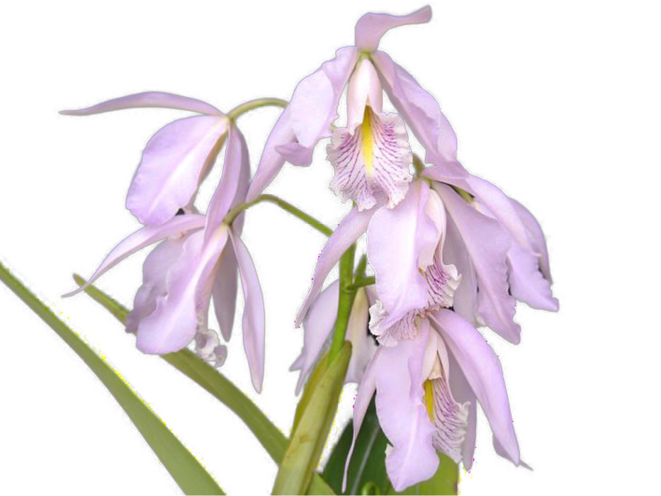 Cattleya maxima x coerulea 'Delicata' 002709