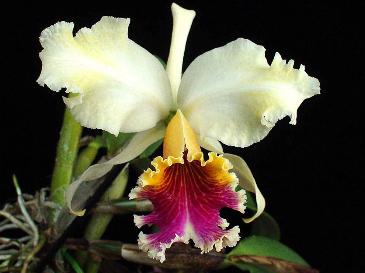 Cattleya rex splash x self — Ecuagenera Orquídeas del Ecuador