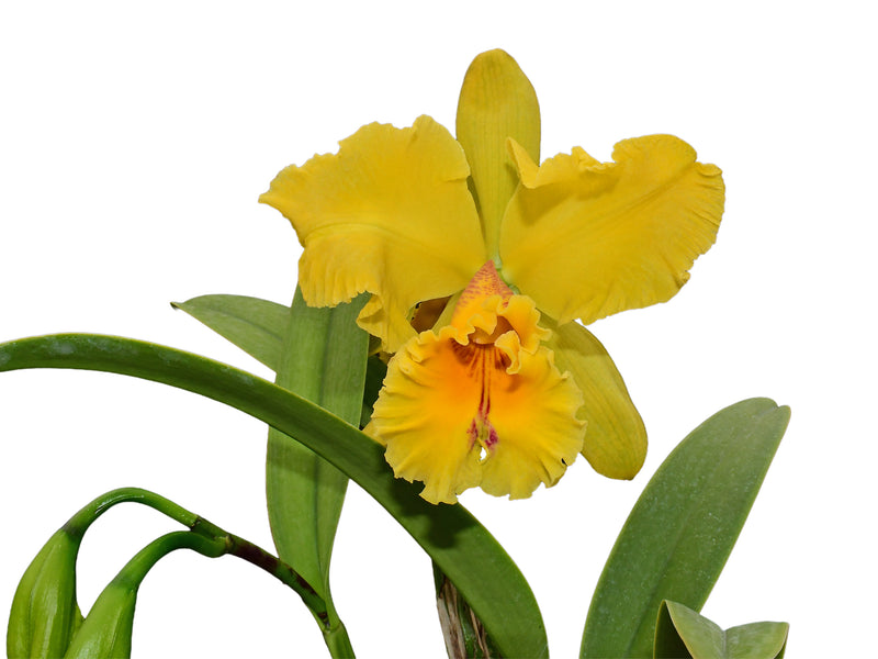 Cattleya Santa Clara's