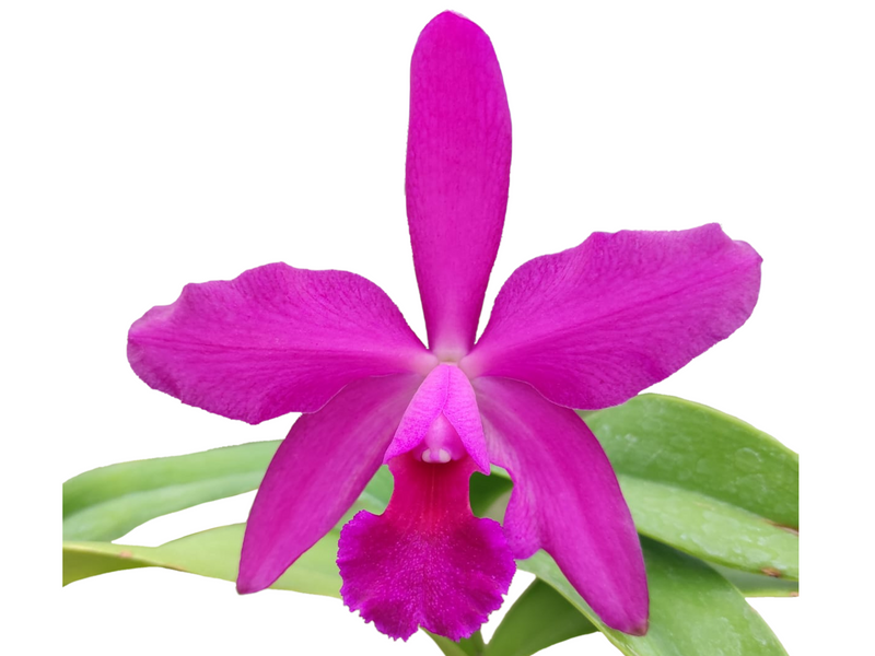 Cattleya Yanuncay