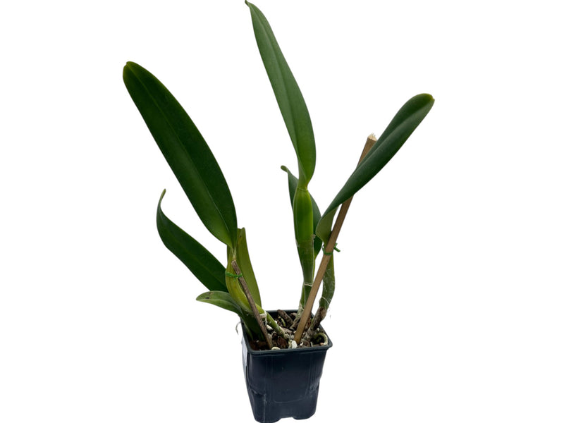 Cattleya Enid (1898)