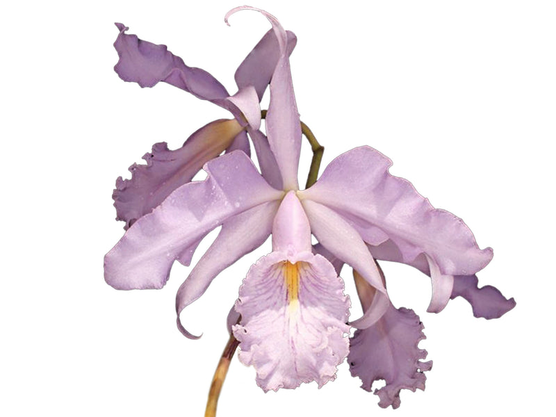 Cattleya Adrienne de Wavrin