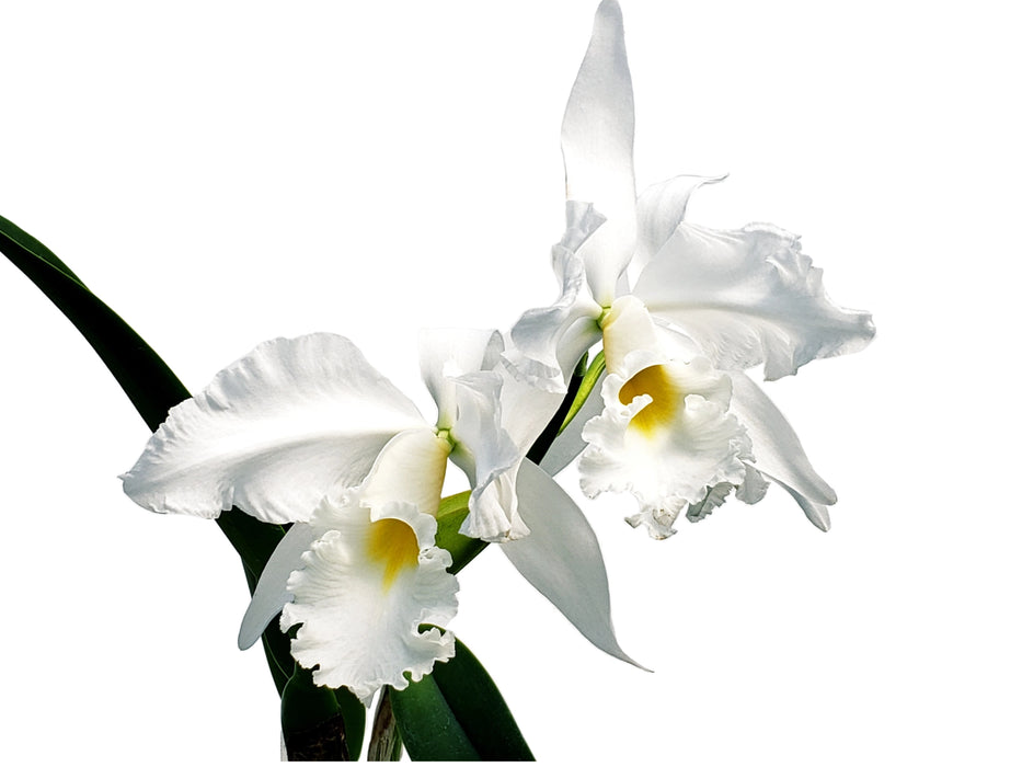 Cattleya Adrienne de Wavrin f. alba