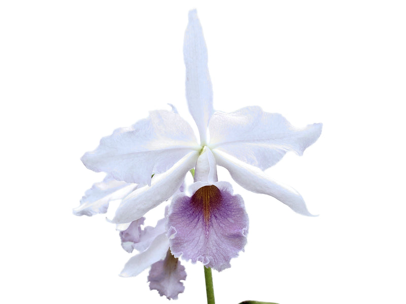 Cattleya Adrienne de Wavrin f. coerulea