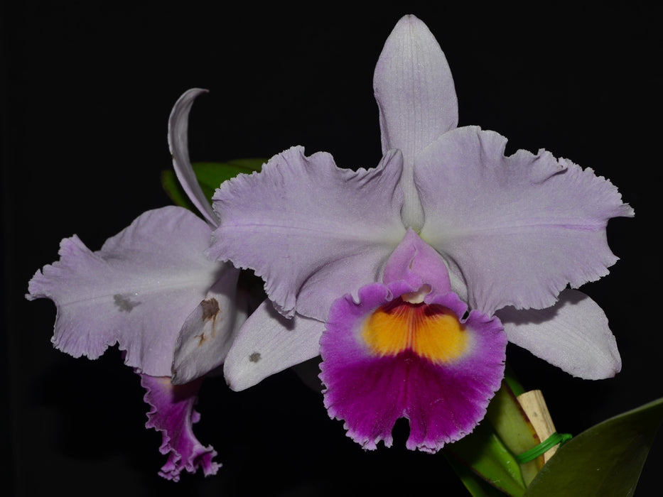 Cattleya Amanecer