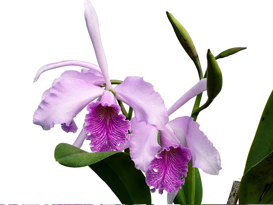 Cattleya Amazone