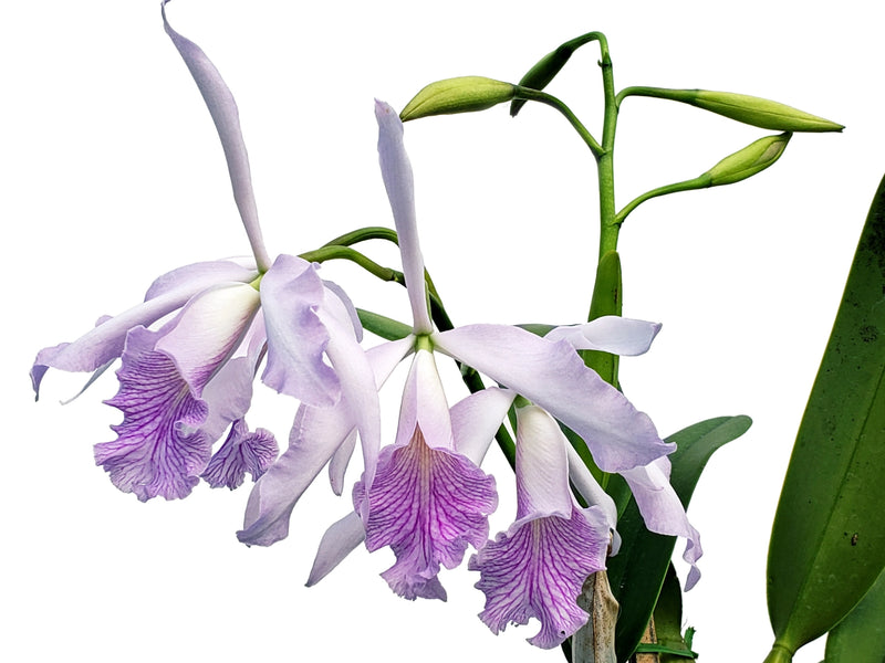 Cattleya Amazone f. coerulea