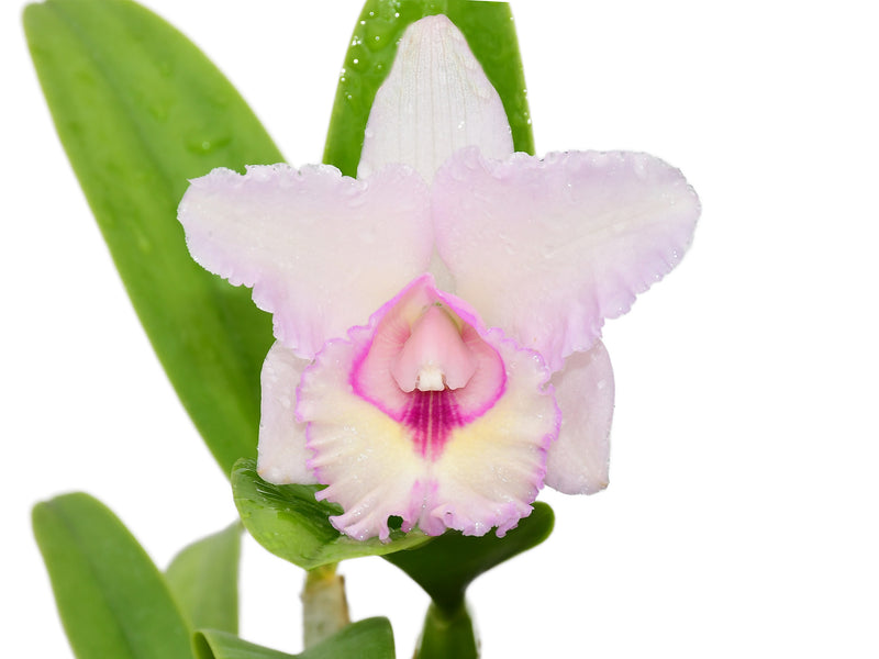 Cattleya Anahi Carchi