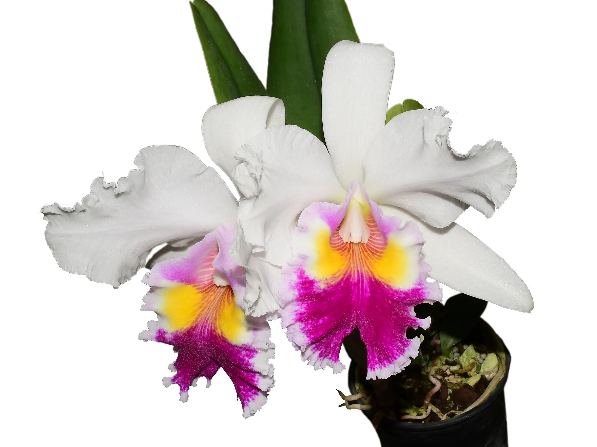 Cattleya Andean Colors — Ecuagenera Orquídeas del Ecuador