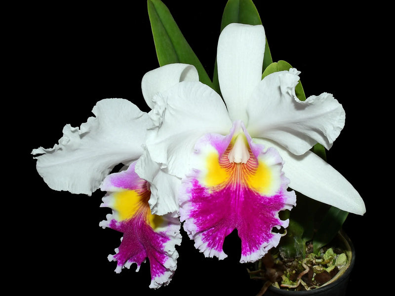 Cattleya Andean Colors