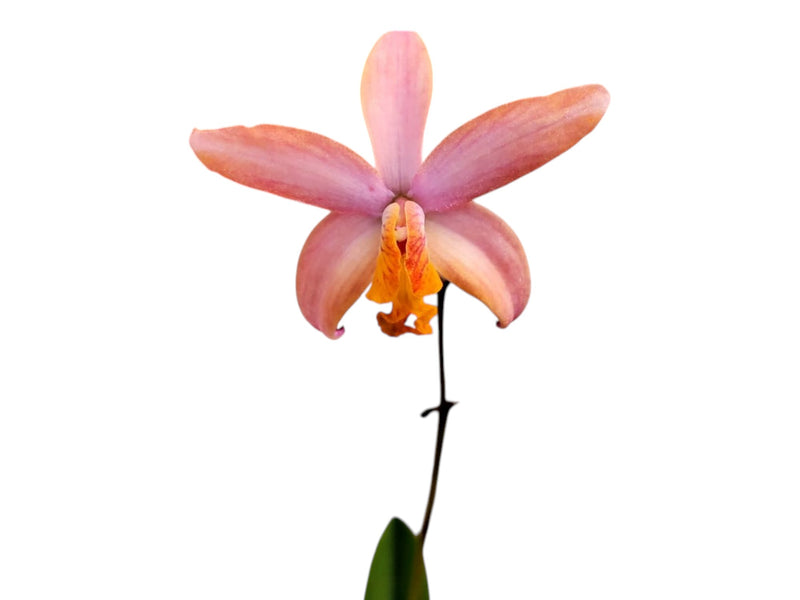 Cattleya Andean Moon