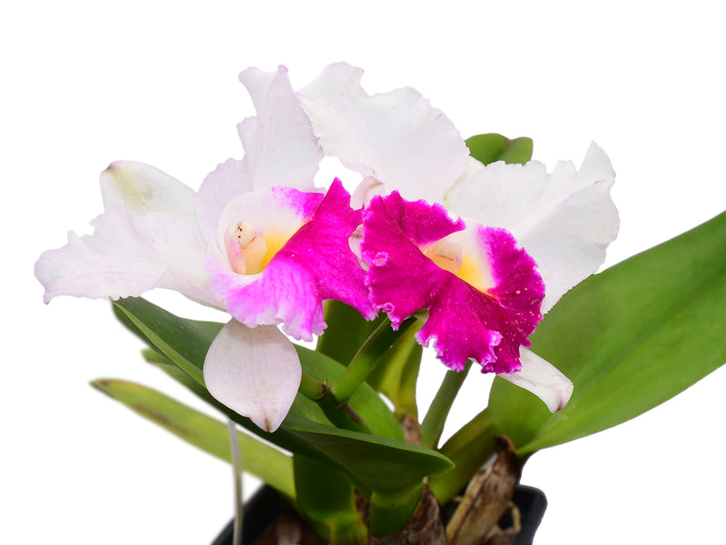 Cattleya Andes Breezze