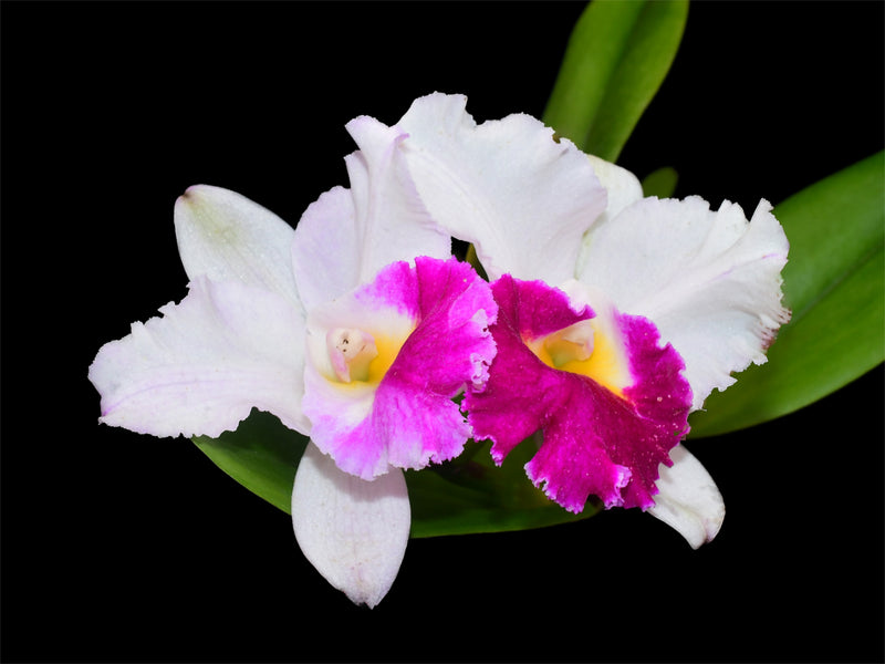 Cattleya Andes Breezze