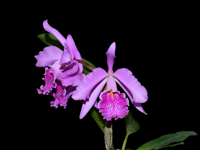 Cattleya Antonio Ponzo