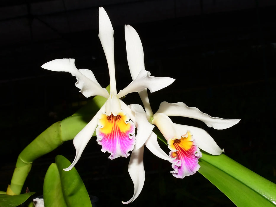 Cattleya Arcadio Arosemena